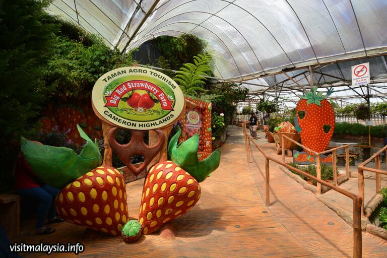 8 Tempat Menarik Di Cameron Highland - Jom Petik Strawberry - Cuti Viral