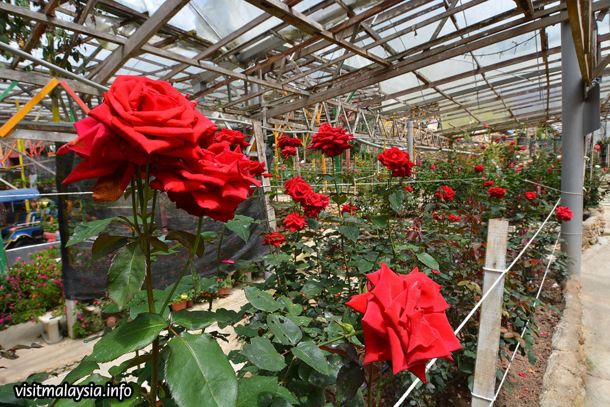 8 Tempat Menarik Di Cameron Highland - Jom Petik Strawberry - Cuti Viral